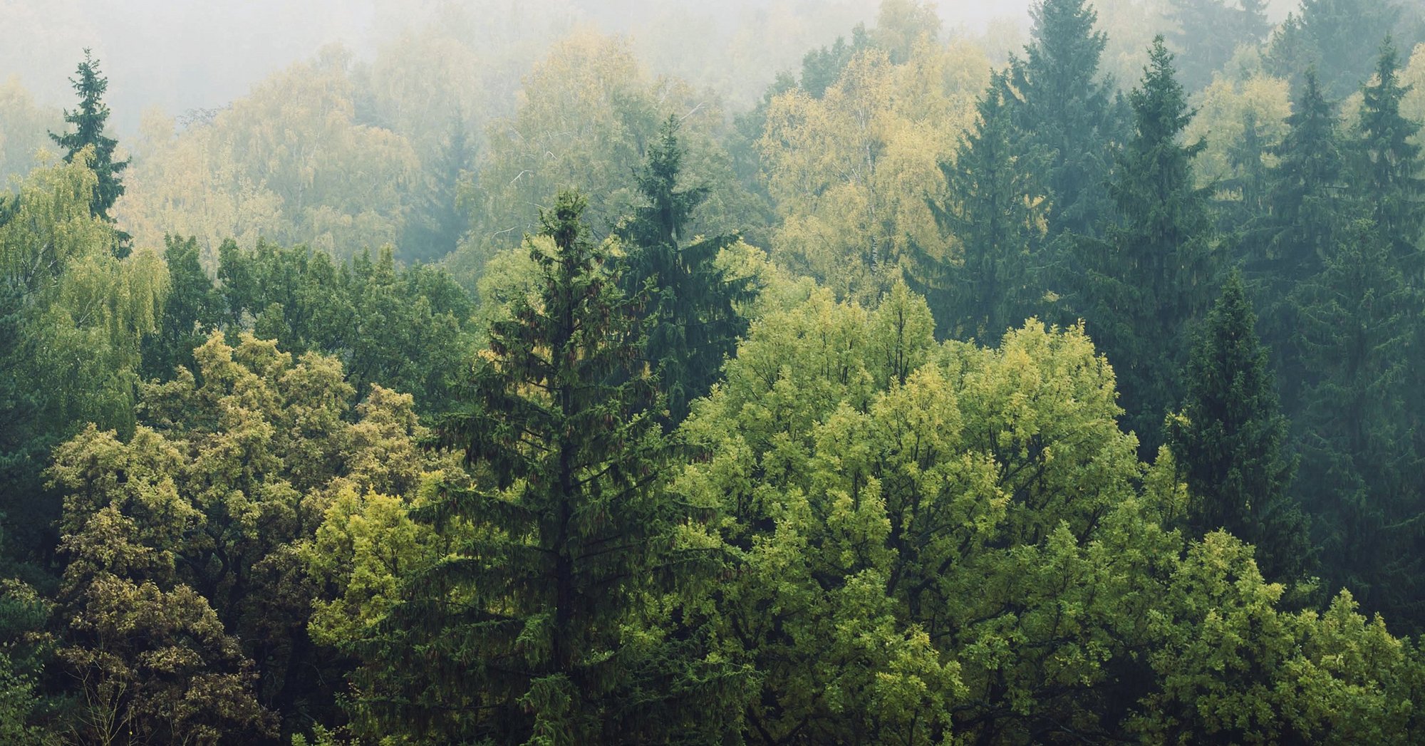 Perspektive Wald